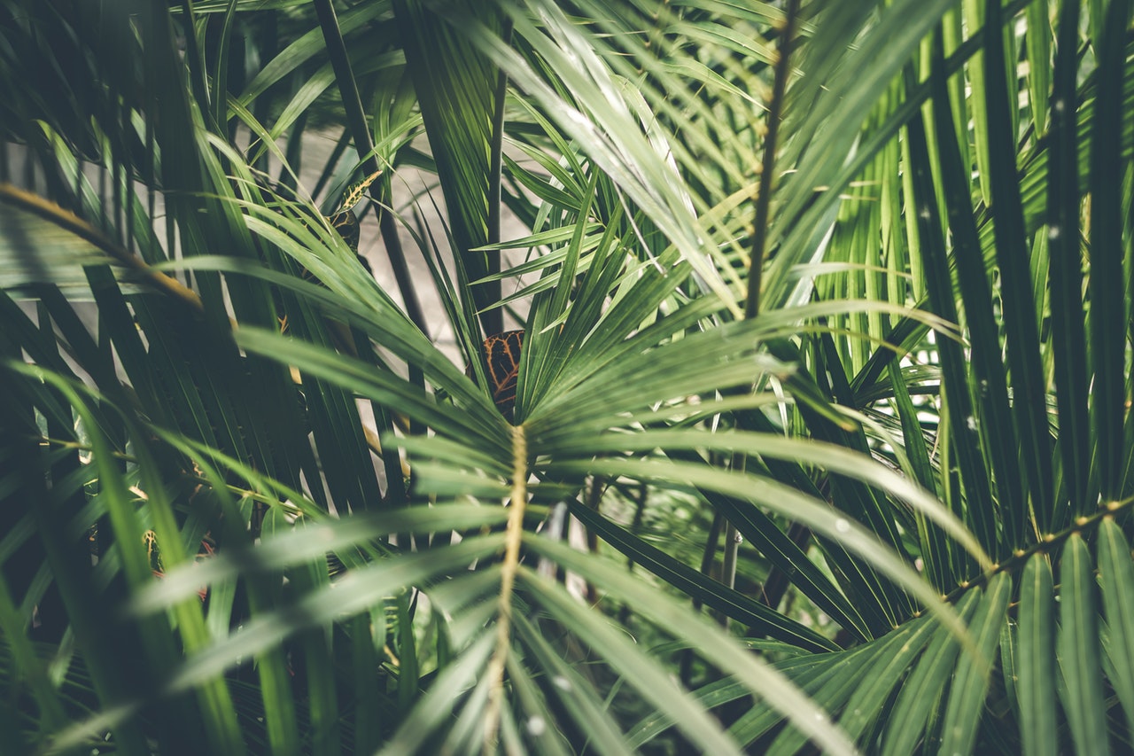 tropische planten