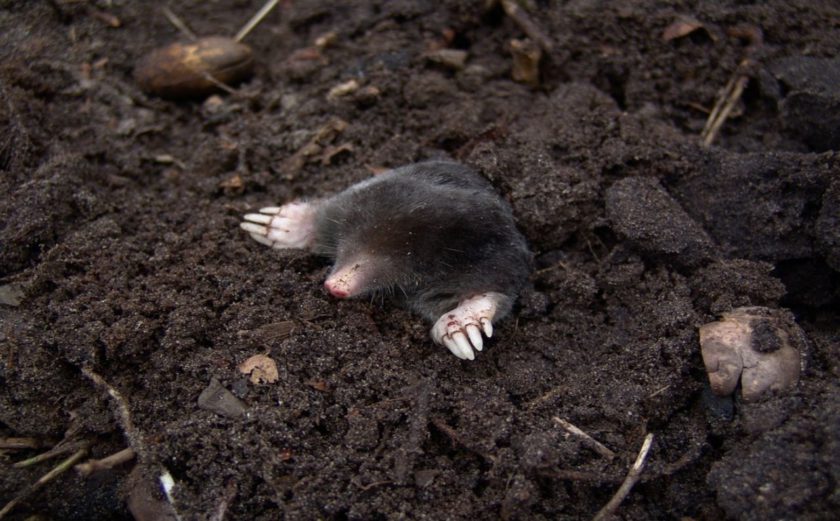 Hoe verjaag je mollen in de tuin? Wij Wonen Waanzinnig!